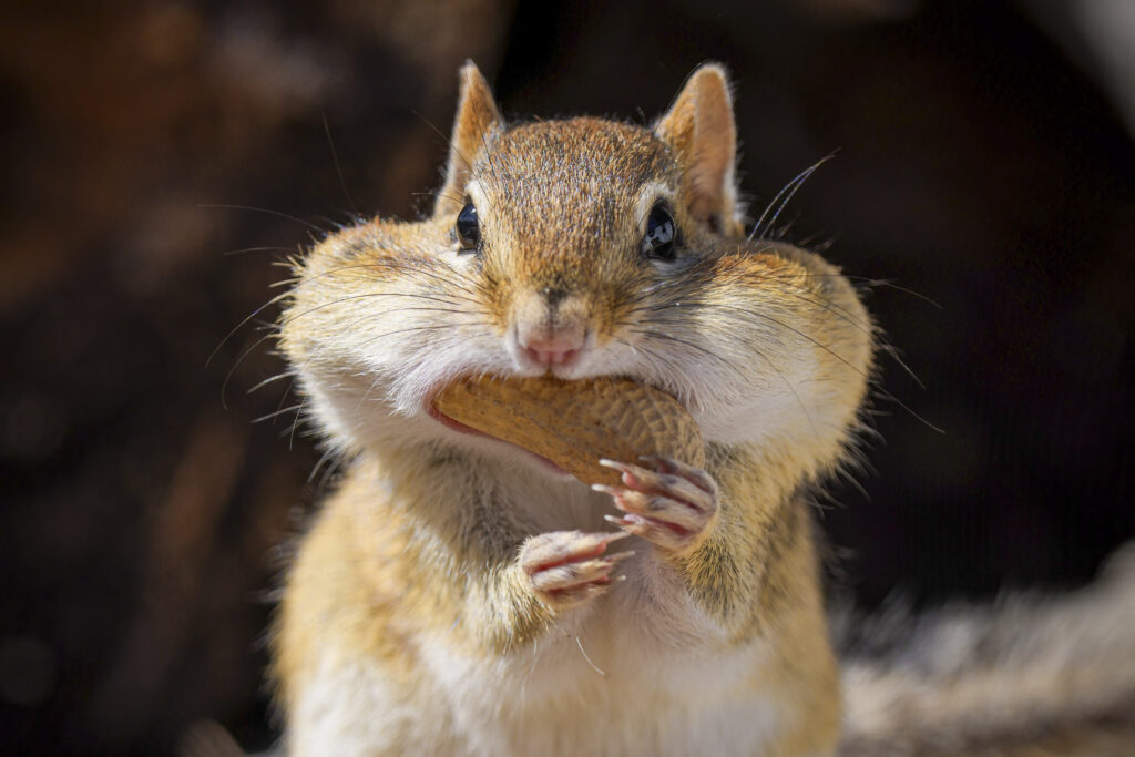 Stop overeating in retirement